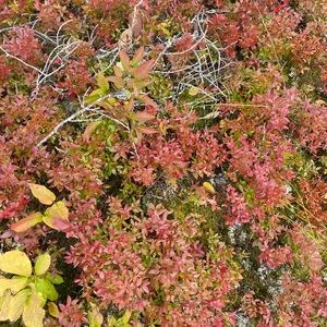 Meet your Posher, Tannis